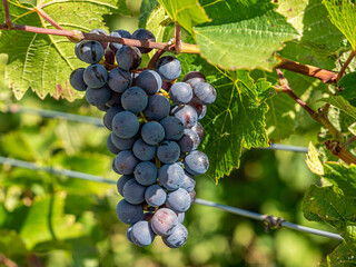 Swiss Grapes