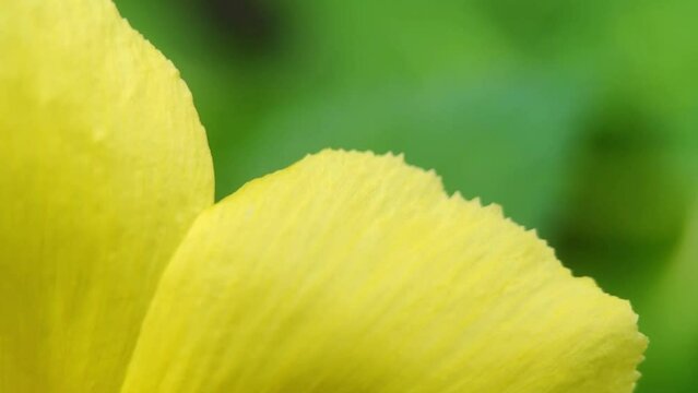 A tiny bug crawls on a flower petal and flies away. macro video.