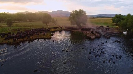 The buffaloes that come out of the farms at sunrise go to graze on the pastures and return to the farm at sunset. Aerial view of a herd of buffaloes cooling and swimming in the lake.