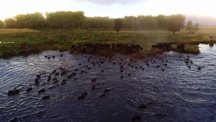 The buffaloes that come out of the farms at sunrise go to graze on the pastures and return to the farm at sunset. Aerial view of a herd of buffaloes cooling and swimming in the lake.