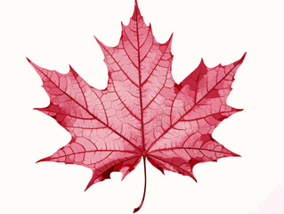 Drawing of Close-up of a perfect red maple leaf illustration separated, sweeping overdrawn lines.