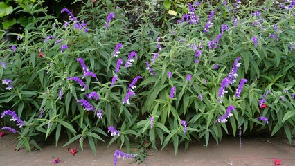 Flowers of Salvia leucantha also known as Mexican bush, Velvet, Texas Sage etc