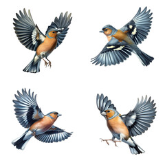 Obraz premium A set of Eurasian chaffinches flying on a transparent background