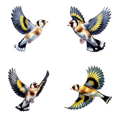 Fototapeta premium A set of European goldfinches flying on a transparent background