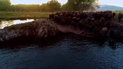 The buffaloes that come out of the farms at sunrise go to graze on the pastures and return to the farm at sunset. Aerial view of a herd of buffaloes cooling and swimming in the lake.