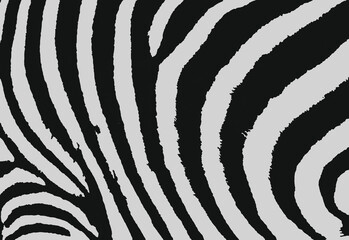 Zebra skin texture vector seamless pattern fabric textile design