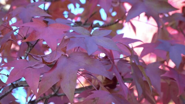 Momiji leave in Autumn season in Japan. Wind blowing momiji leaves