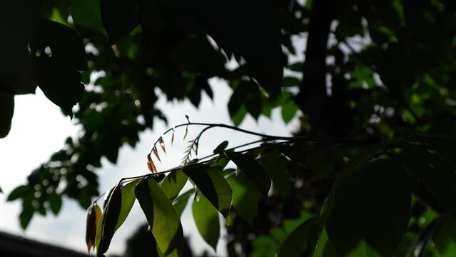 starfruit tree in the garden.
