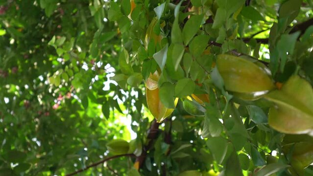 starfruit tree in the garden.