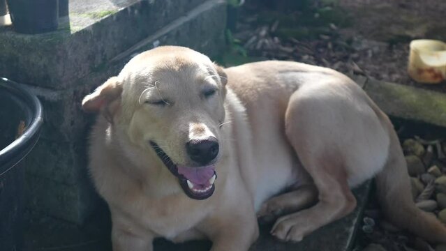 White dog in soft sunlight