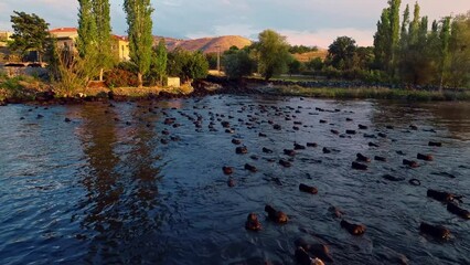 The buffaloes that come out of the farms at sunrise go to graze on the pastures and return to the farm at sunset. Aerial view of a herd of buffaloes cooling and swimming in the lake.