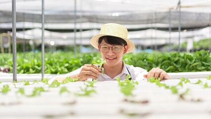 Hydroponic vegetable concept, Asian man checking lettuce seedlings in hydroponic system at farm