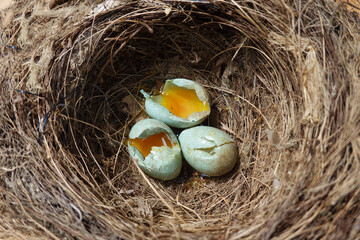 Three broken eggs in birds nest