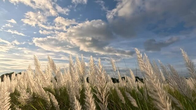 Kashful or Saccharum spontaneum flower swaying in the wind, White Saccharum spontaneum flower swaying in the wind in the autumn field, Wild Sugarcane or Kash Phool with Selective Focus