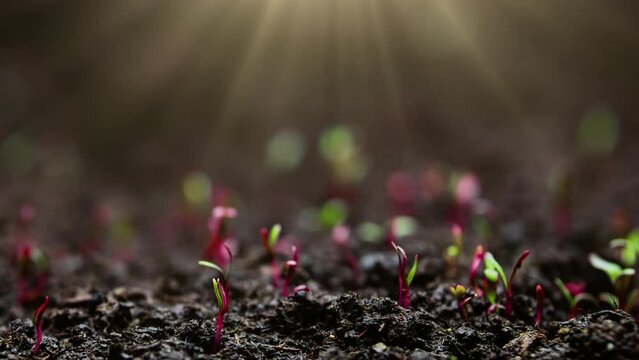 Plant Growth In Timelapse, Sprouts Germination From Seeds In Ground, Farming And Gardening At Spring Season