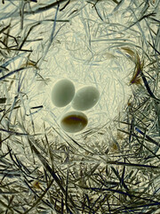 The eggs are in the nest waiting for the birth of a new creature.