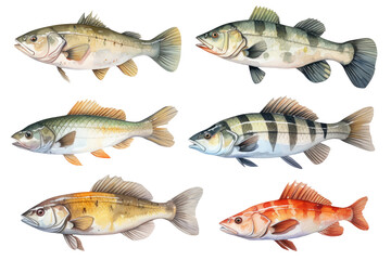 Freshwater Fish Watercolor Set - obrazy, fototapety, plakaty