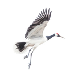 Fototapeta premium side view, beautiful red crowned crane flying against transparent background. The ritual marriage dance. 