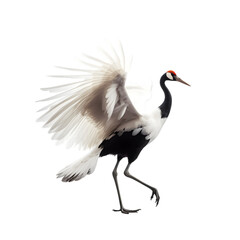 Obraz premium side view, elegent red crowned crane in the posture of dancing against transparent background. The ritual marriage dance. 