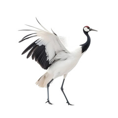 side view, red crowned crane dancing against transparent background. The ritual marriage dance. 