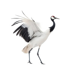 Obraz premium side view, red crowned crane dancing against transparent background. The ritual marriage dance. 