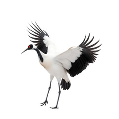 Fototapeta premium side view, dancing red crowned crane. The ritual marriage dance. Isolated on transparent background. 