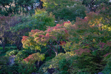 東京赤坂にある東京ミッドタウンの紅葉