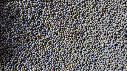 mung beans. Protein nutritional ingredients for vegetarians. Green beans background