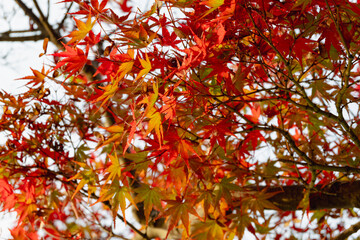 紅葉し始めたモミジの葉