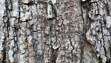 Natural bark texture background material. For Design. Old Wood Tree Background Pattern. dry tree bark close up.