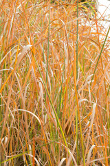 色が変わり始めた秋の雑草