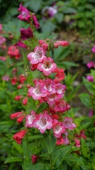Portrait of Beautiful colourful flowers from plant Penstemon hartwegii also known as Hartwegs...