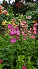 Portrait of Beautiful colourful flowers from plant Penstemon hartwegii also known as Hartwegs beardtongue.