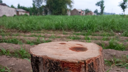 wooden podium in tropical forest for advertising products and background