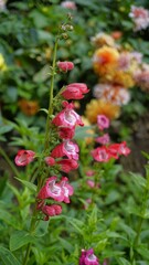 Portrait of Beautiful colourful flowers from plant Penstemon hartwegii also known as Hartwegs beardtongue.