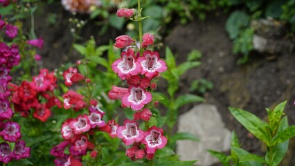 Landscape of Beautiful colourful flowers from plant Penstemon hartwegii also known as Hartwegs beardtongue.