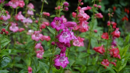 Landscape of Beautiful colourful flowers from plant Penstemon hartwegii also known as Hartwegs beardtongue.