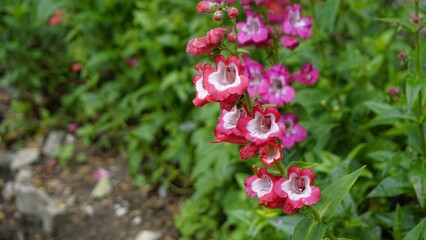 Landscape of Beautiful colourful flowers from plant Penstemon hartwegii also known as Hartwegs beardtongue.