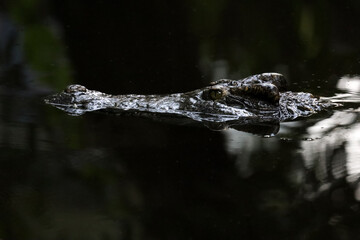 Close up head the crocodile on the blackriver