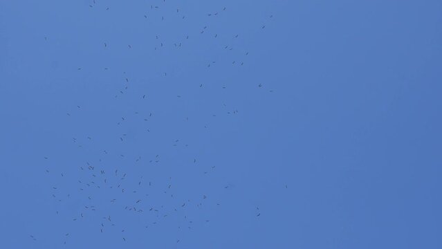 Anastomus oscitans flies in groups in the sky.