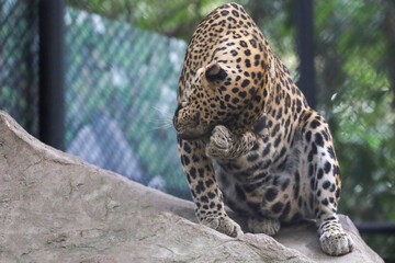 The leopard tiger is cute and speed wildanimal in zoology.