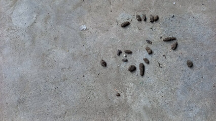 Mouse Droppings in Unhygienic Homes. Rats become dirt and disease for people in the house.