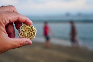 Hands holding small white coral flowers with blur background of people playing on the beach