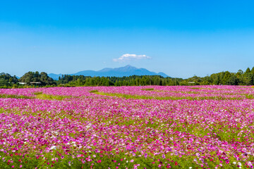 南部ふれあい広場のコスモス畑と霧島連山（都城市）
