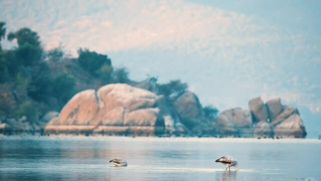 Wild flamingo birds in a wetland lake in a real natural habitat.Flamingos feeding in shallow water.Hosting different bird species Lake Bafa is the center of attention for photography enthusiasts.
