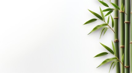 Bamboo on white background, green leaves with space for text