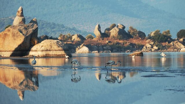 Wild flamingo birds in a wetland lake in a real natural habitat.Flamingos feeding in shallow water.Hosting different bird species Lake Bafa is the center of attention for photography enthusiasts.