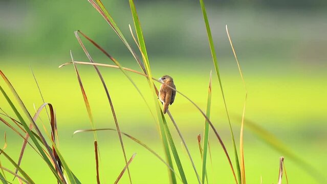 Tricoloured munia 