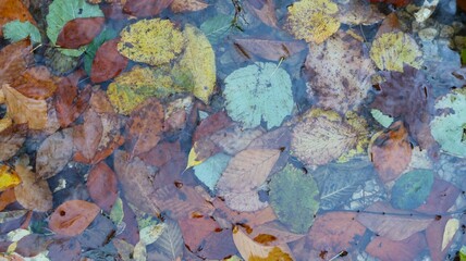 beautiful autumn fallen leaves from different trees lying in a multi-colored pattern in the clear water of a lake or river, abstract natural background of bright autumn foliage under water