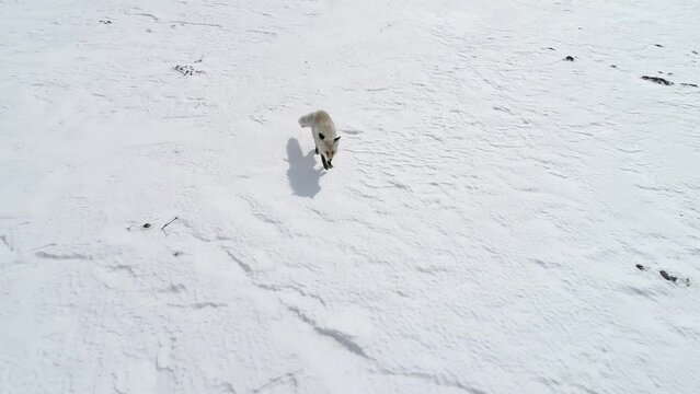 A fox runs through a snow-covered field, then walks, stops, and examines the ground before hunting for mice. Touring a healthy fox in the snow. Natural wildlife footage.